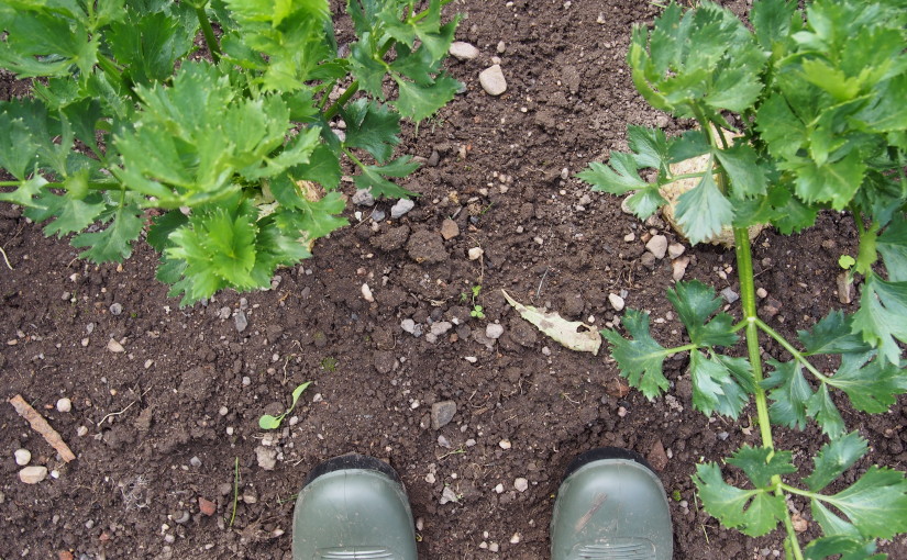 Jak založit svůj první zeleninový záhon?