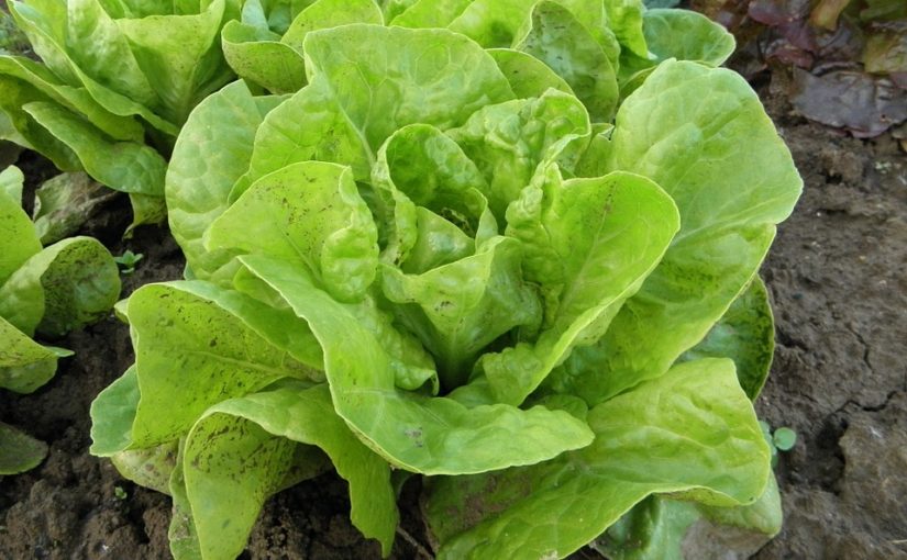 Vypěstujte si křupavý listový salát